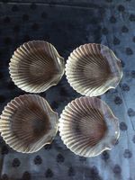 4er Set Glas Teller Muschel Design