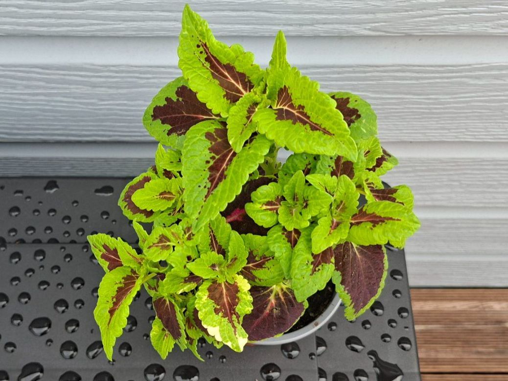 Plantes & graines: Coleus plante en pot – D'occasion à Les Brenets par glo_267f 2