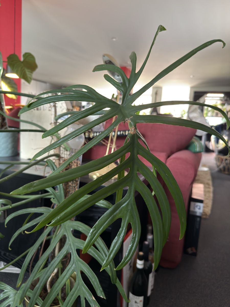 Piante & sementi: Philodendron Elegans – Usato da Morlon venduto da lucius.greenery 2