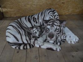 Weisser Tiger mit Junges  Figur