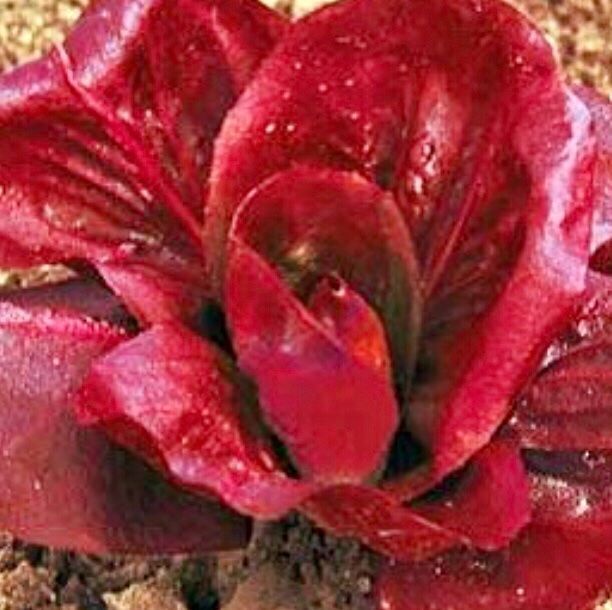 Piante & sementi: ROTE ZICHORIE 🌱 CHICORÉE ROUGE – Nuovo e nell'imballaggio originale da Rovio venduto da POSITIFFARTandPLANTS 6