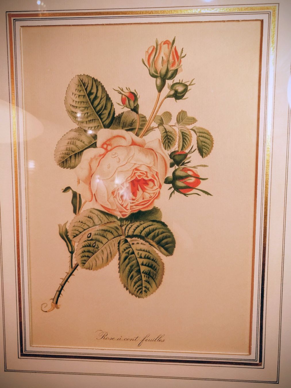 Dipinti: Antikes Bild "Rose à cent feuilles" Pierre-Joseph Redouté – Usato da Zürich venduto da Rst7 2