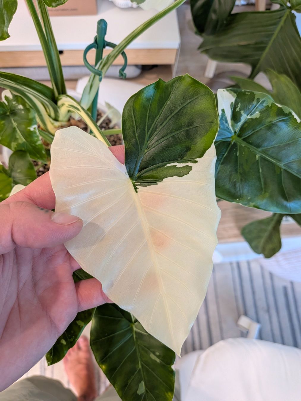 Piante & sementi: Bulbe Alocasia Okinawa Silver – Usato da Genève venduto da Venellah 4