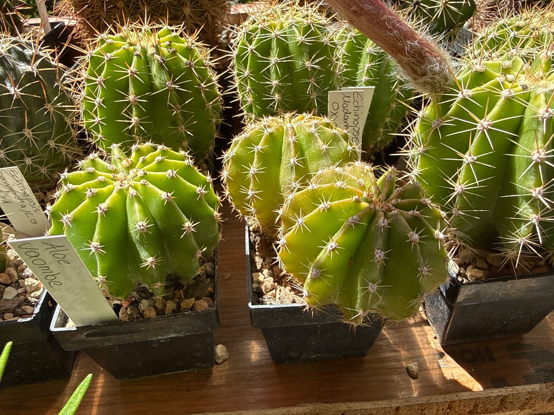 Piante & sementi: 2in1 Echinopsis Hyb. Madame Pele x oxygana – Usato da Rorbas venduto da SimS0n 4
