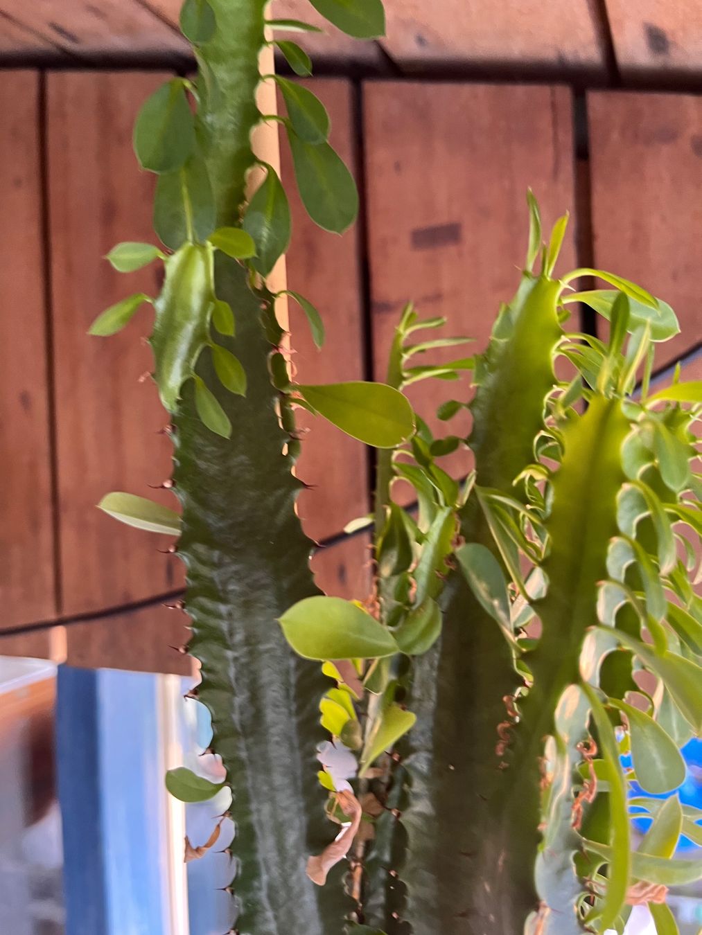 Plantes & graines: Wolfsmilch Kaktus – D'occasion à Lohn-Ammannsegg par nad_nzl8 3