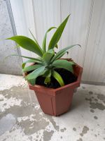 1 wunderschöne und gesunde Agave