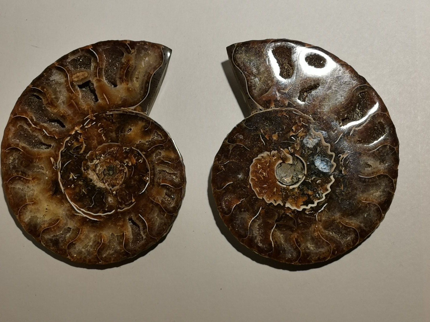 Fossilien: Ammonit Paar Poliert 202-03 – Gebraucht aus Suhr von Brocki-Suhr