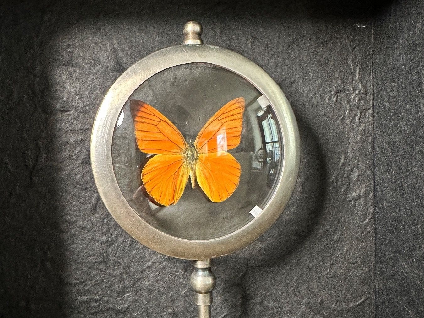 Il mondo degli animali: Papillon Argus orange – Nuovo (secondo la descrizione) da Biel/Bienne venduto da Dragonpandora 3