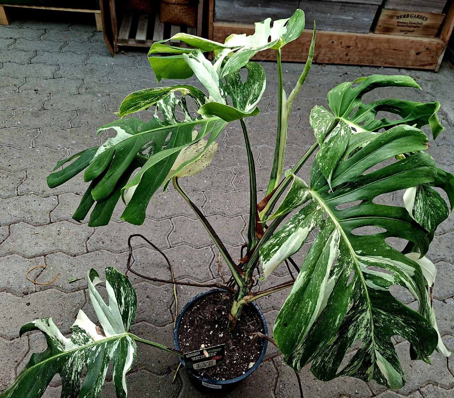 Pflanzen & Samen: RARISSIMO!!! H: XL 80 cm "Monstera Thai Constellation" – Neu und originalverpackt aus Rovio von POSITIFFARTandPLANTS 7