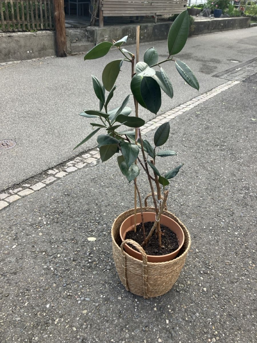 Piante & sementi: Gummibaum gross (ca 1m) – Usato da Knonau venduto da fiomuckel 1
