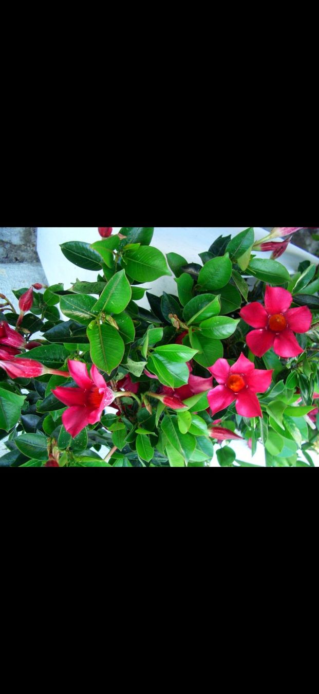 Plantes & graines: Abelie (Abelia) – D'occasion à Grosshöchstetten par goky 1