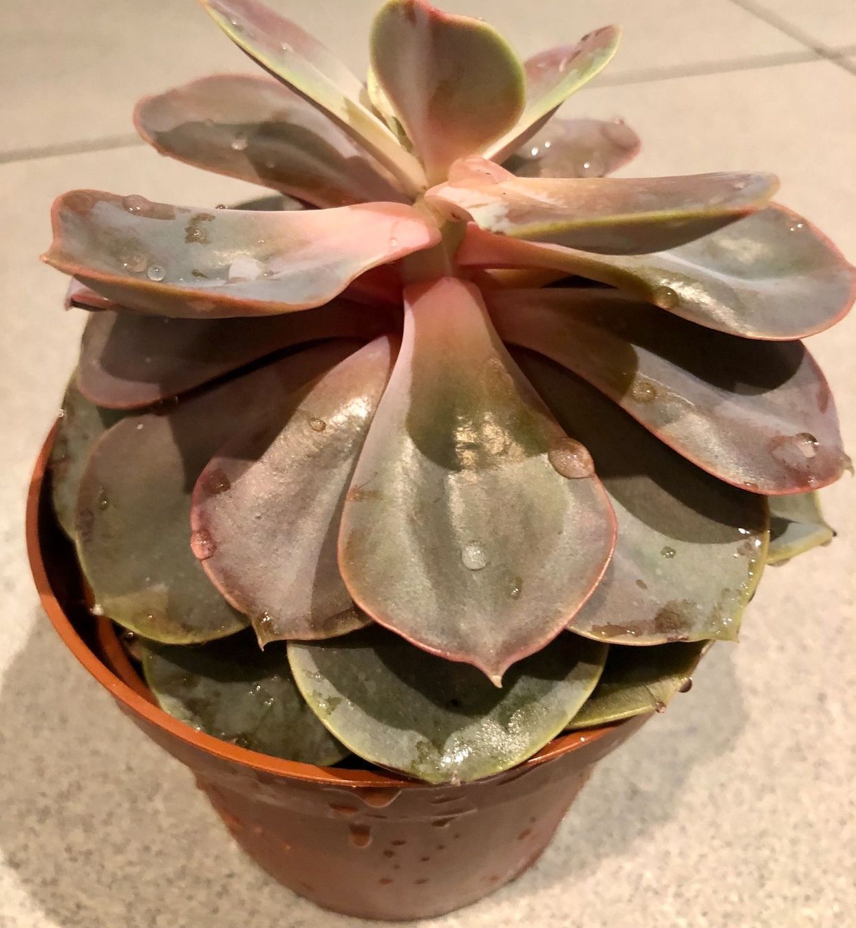 Pflanzen & Samen: Sukkulente Echeveria PERLE VON NÜRNBENG – Neu und originalverpackt aus Rovio von POSITIFFARTandPLANTS 4