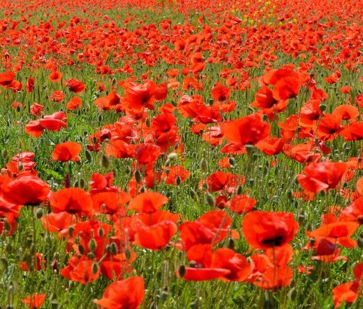 Pflanzen & Samen: 1000 Samen KLATSCHMOHN – Neu (gemäss Beschreibung) aus Ehrendingen von VerveinaSamen