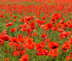1000 Samen KLATSCHMOHN