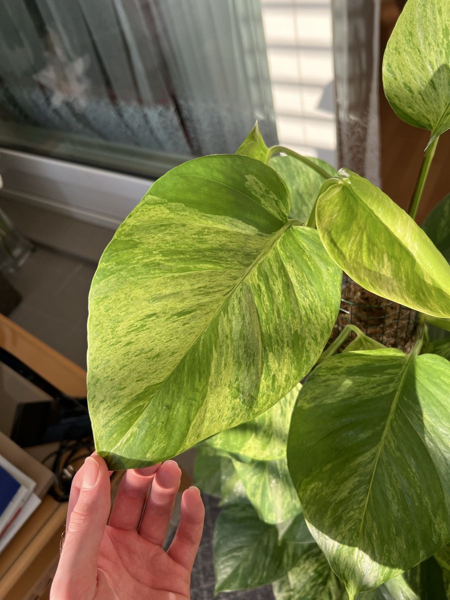 Piante & sementi: Marble Queen Pothos an der Moosstange – Usato da St. Gallen venduto da ome_g8v2 2