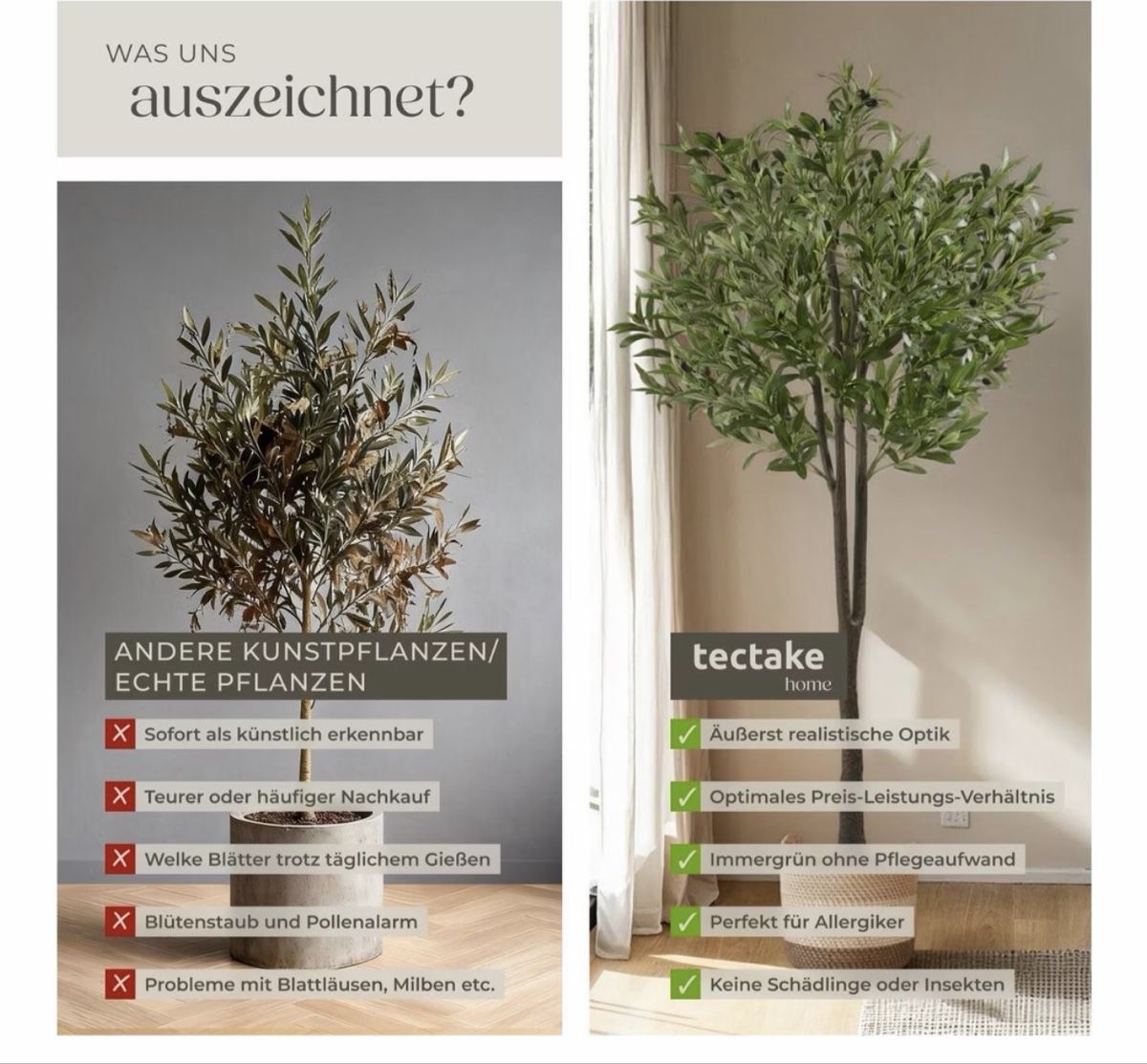 Piante & sementi: Olivenbaum (künstlich) – Usato da Bern venduto da shululu1 2
