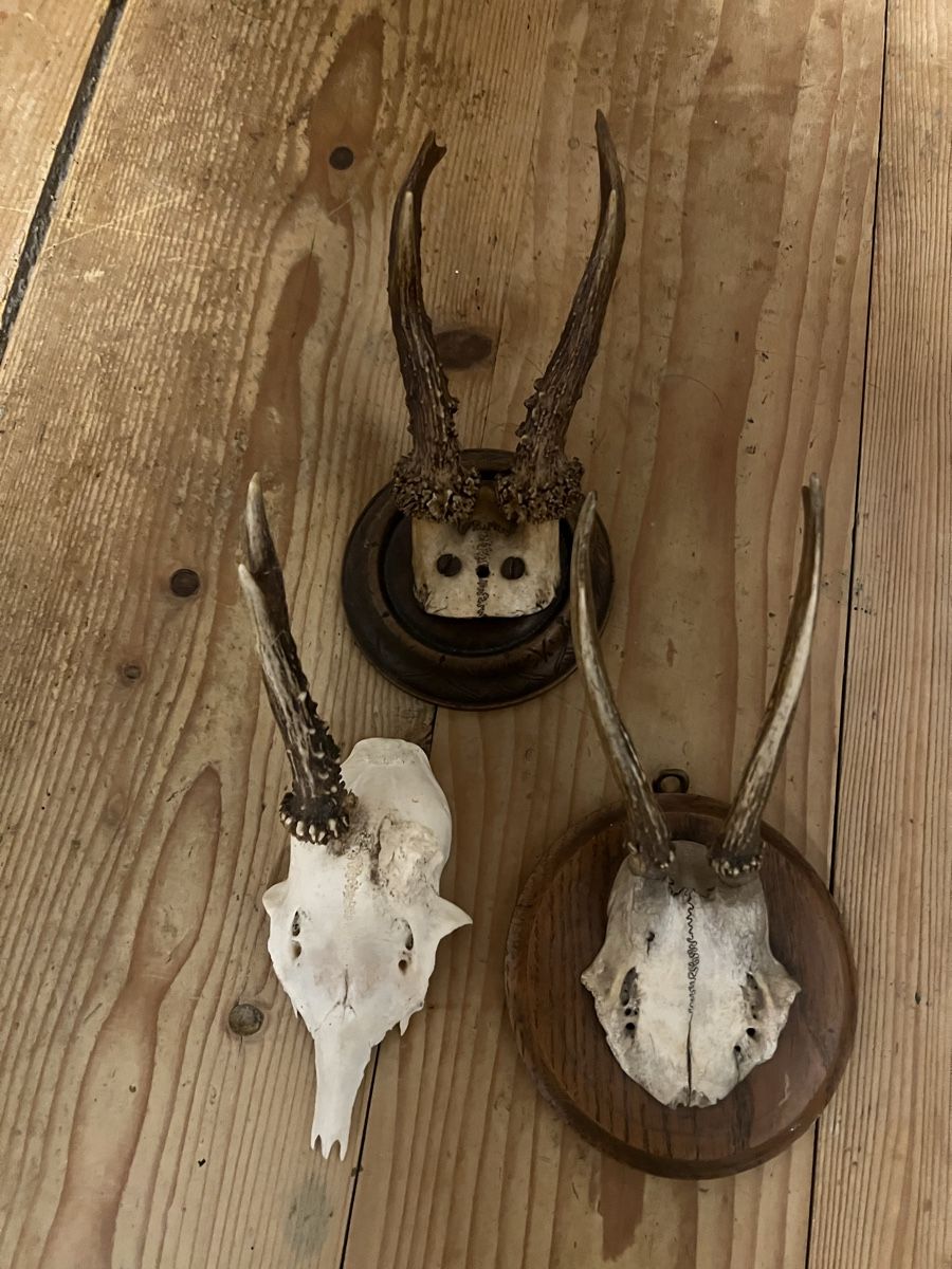 Il mondo degli animali: Trophäen-Set – Usato da Sternenberg venduto da Coocoo 1