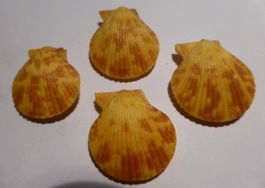 4 CHLAMYS GLORIOSA-MUSCHELN-BESTE QUALITÄT ! -JE 2 SEITEN