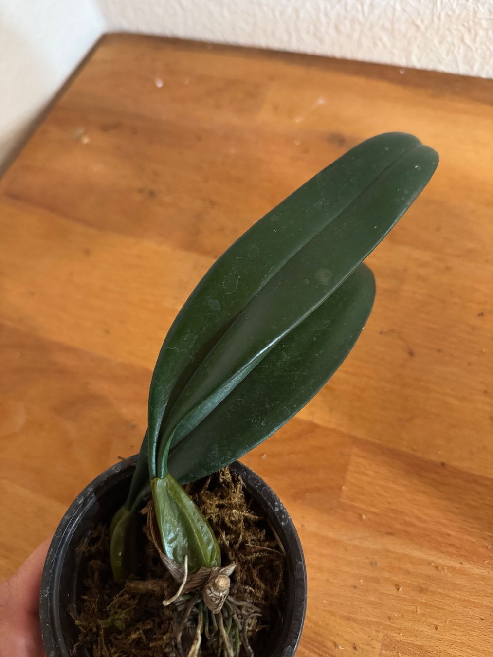 Plantes & graines: Bulbophyllum Elisabeth Ann 'Buckleberry' – D'occasion à Männedorf par mrclst 1