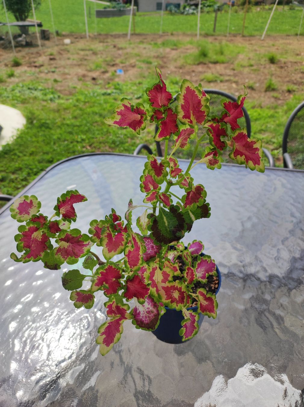 Plantes & graines: Coleus – D'occasion à Hasliberg Hohfluh par eva_9895