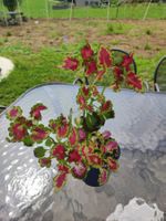 Coleus