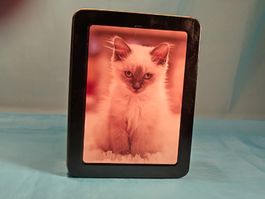 Blechbüchse mit Siam Katze