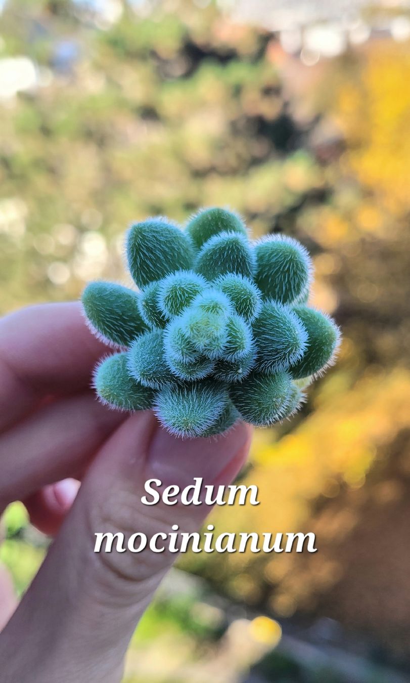 Plantes & graines: Sedum mocinianum🌿 – Neuf (Voir description) à Zürich par The_Plant_Wizard