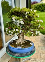 Bonsai premium: azalée Satsuki (cultivar Tensho) à vendre