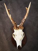 Rehgeweih auf Holzschild, Trophäe, Jagd, Wanddeko  (5)