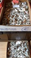 Mineralien Calcit-Natrolit div. Steine Immendingen BRD