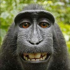 Profile image of Jukkasjarvii