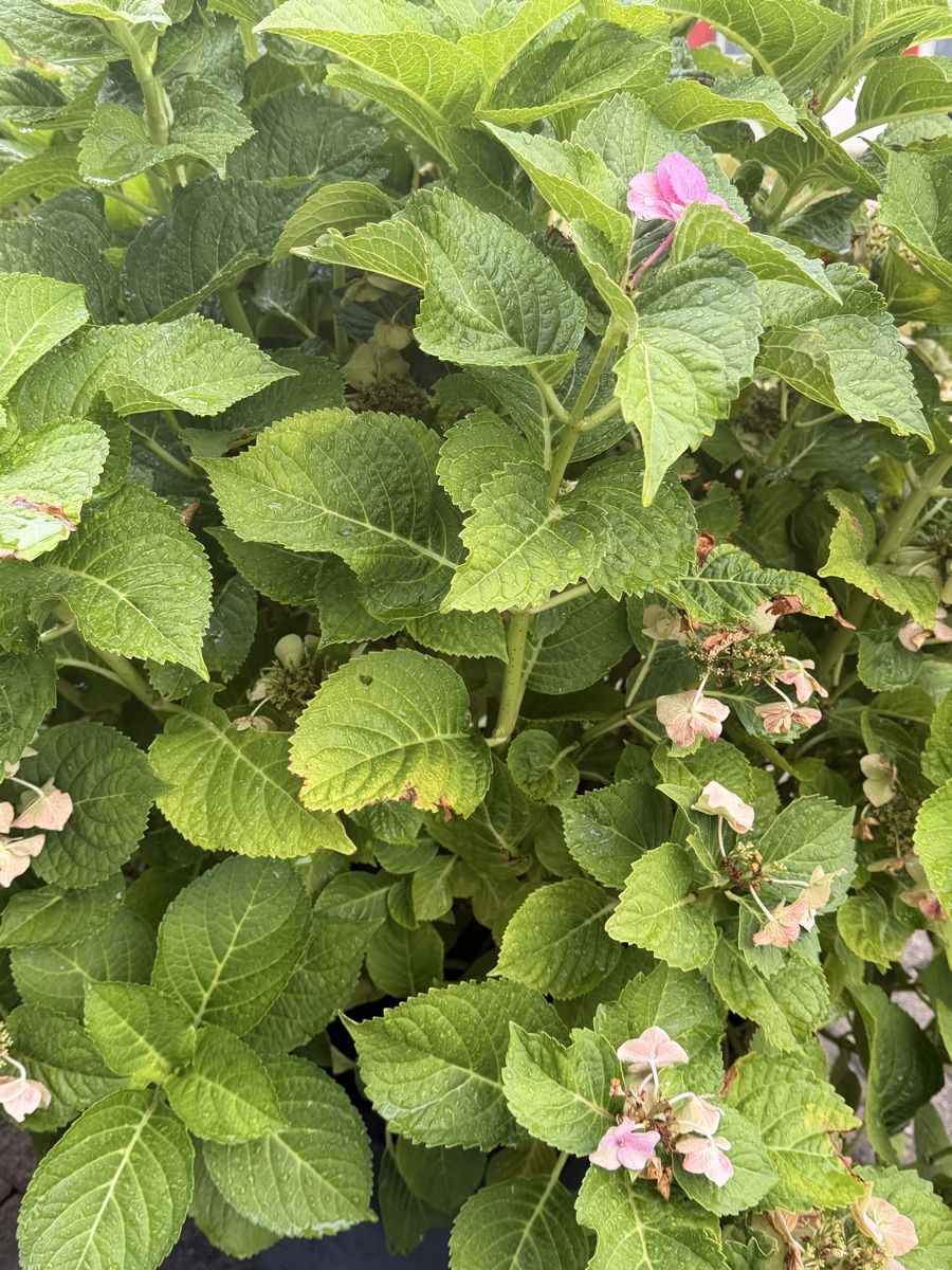 Piante & sementi: Grosse Hortensie im Topf  – Usato da Zürich venduto da Camerountiger 4