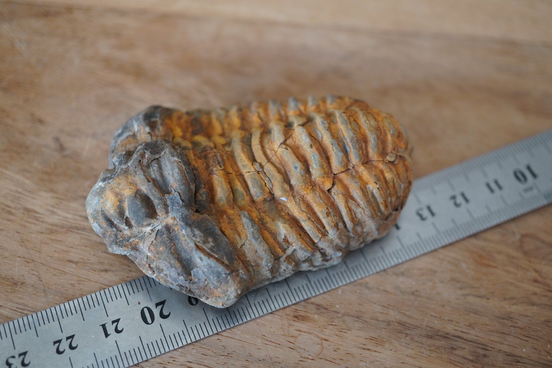 Minerali & Pietre curative: Calymene   Trilobit    Vitrinen Stück – Nuovo e nell'imballaggio originale da Eschenbach SG venduto da topstone