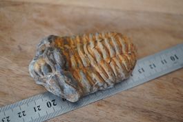 Calymene   Trilobit    Vitrinen Stück