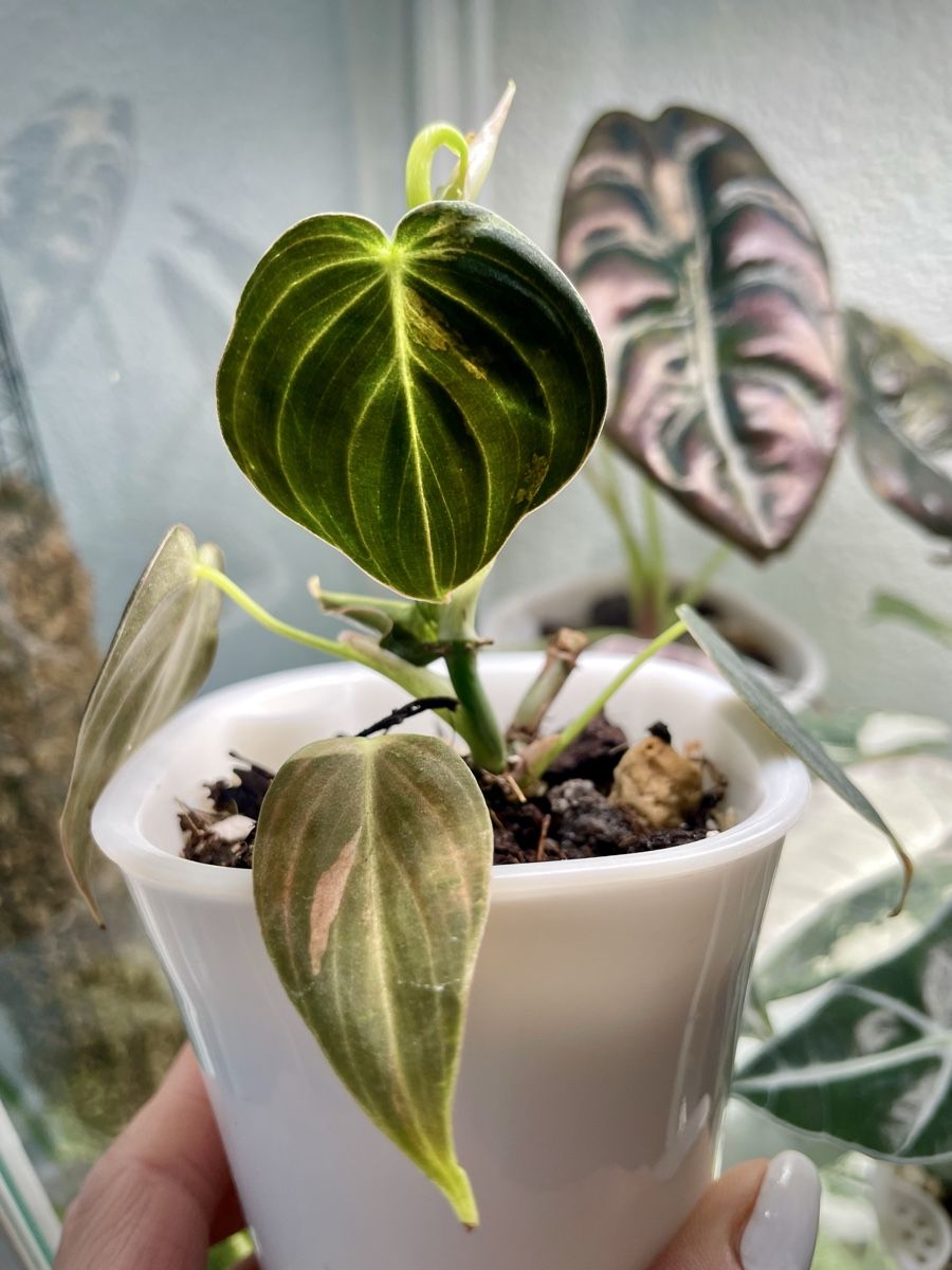 Piante & sementi: Philodendron Melanochrysum Variegata – Nuovo (secondo la descrizione) da Watt venduto da anics.plants
