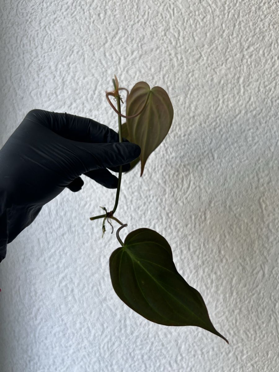 Plantes & graines: Boutures Philodendron Micans – D'occasion à Develier par mel_qd2m 4