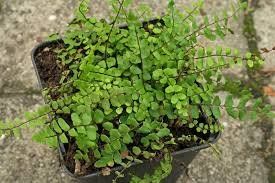 Plantes & graines: Fougère Asplenium trichomanes   3 plants – D'occasion à Bremblens par FIBONACCI369 3