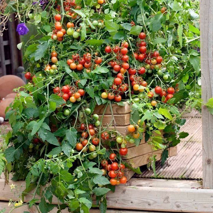 Piante & sementi: 50 Samen Johannisbeertomate – Nuovo (secondo la descrizione) da Ehrendingen venduto da VerveinaSamen 2