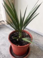 Trachycarpus Fortunei ca. 3 Jahre, 45 cm
