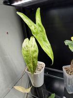 Alocasia longiloba lemon lime rizhom 