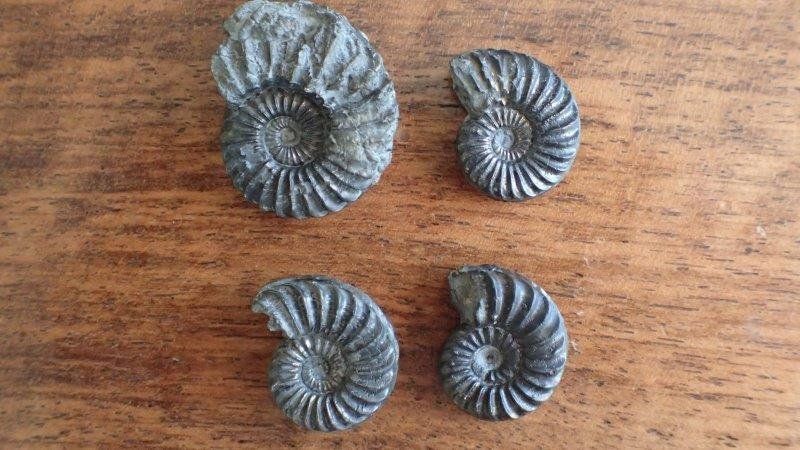 Fossili: 4 Pyrit Ammoniten Frankreich – Usato da Rickenbach BL venduto da Oktober68 2
