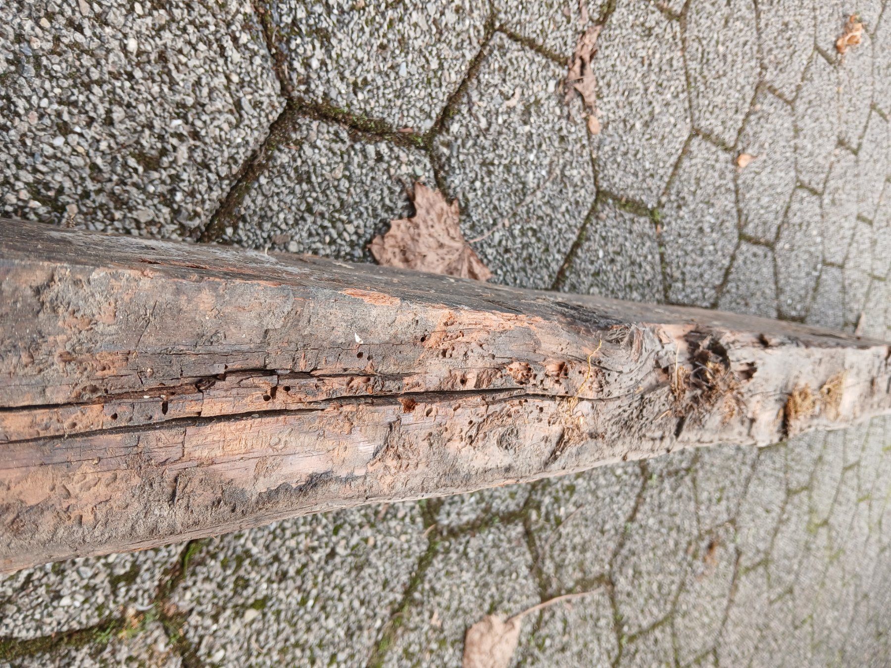 Articoli in legno: Altholzbalken Lärche – Usato da Zuchwil venduto da pedu79 1