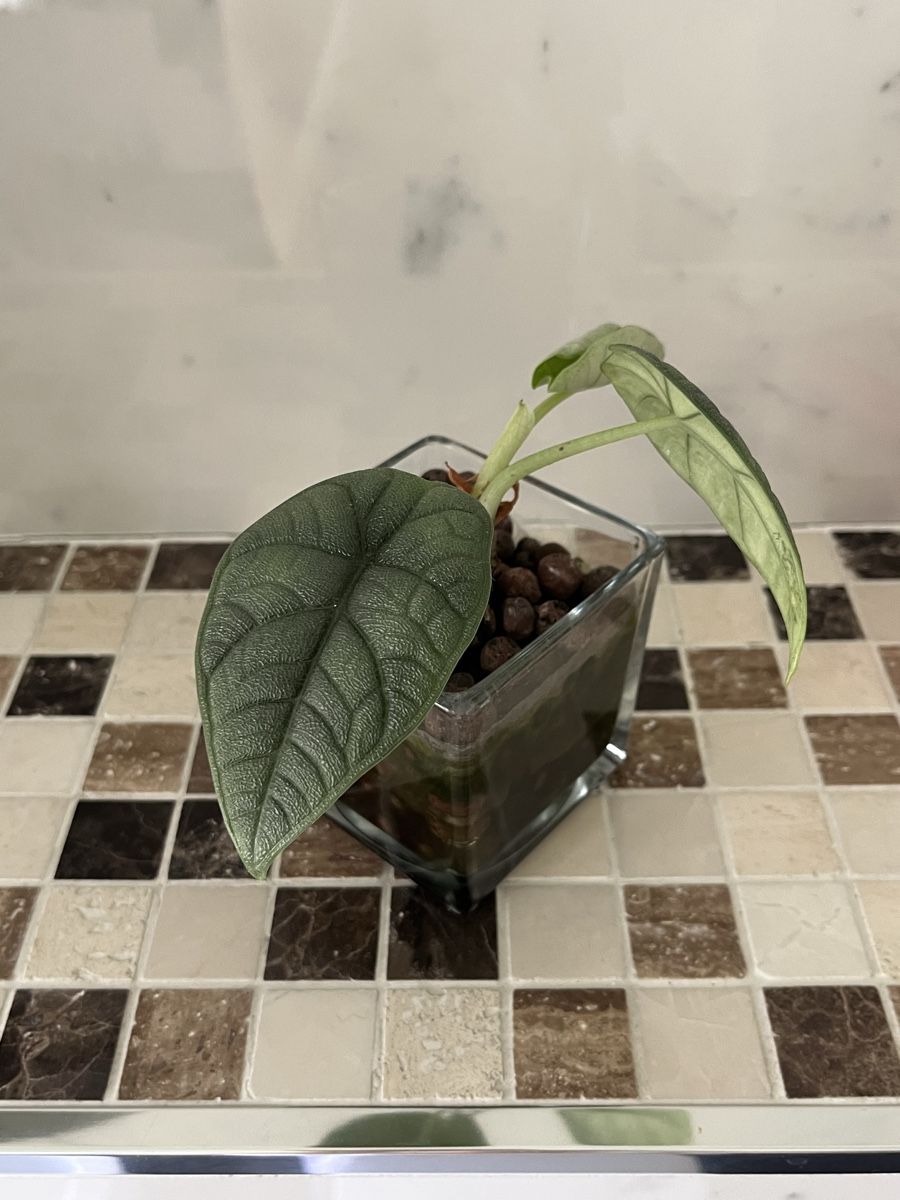 Pflanzen & Samen: Alocasia Melo – Gebraucht aus Lugano von The_Botanists