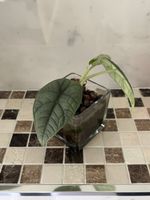 Alocasia Melo