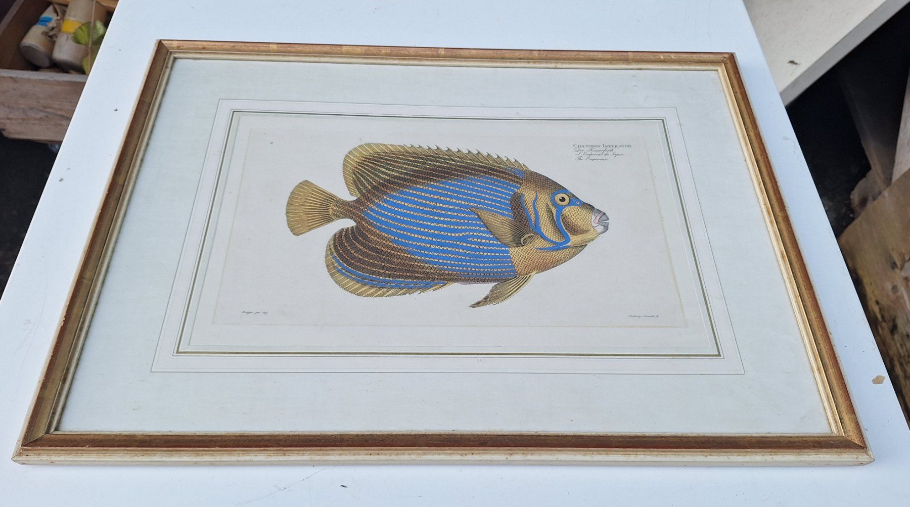 Incisioni: Kupferstich, Kaiserfisch mit Rahmen – Usato da Weinfelden venduto da JoeBaer