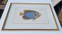 Kupferstich, Kaiserfisch mit Rahmen