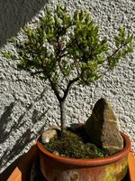 Bonsai japanische Zierweide (Salix Hakuro Nishiki)
