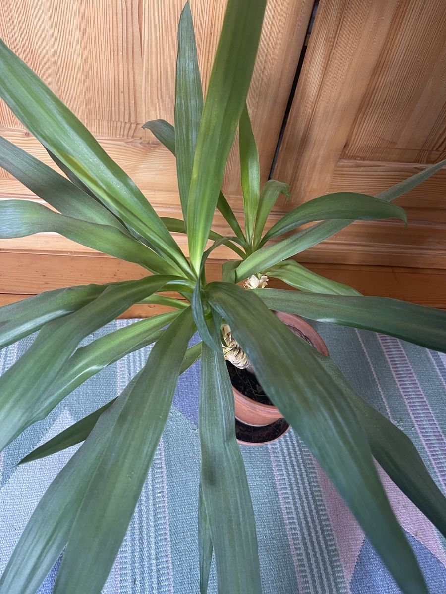 Piante & sementi: Yucca-Palme im Tontopf mit Untersetzer – Usato da Muttenz venduto da murielle4132 1
