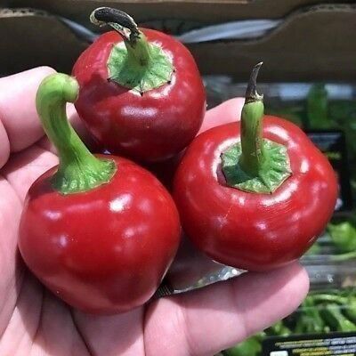 Piante & sementi: PIMENT SATAN KISS  15g – Nuovo (secondo la descrizione) da Bremblens venduto da FIBONACCI369 1