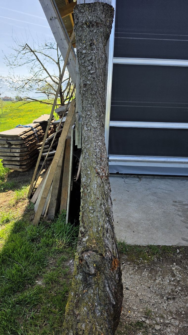 Articoli in legno: kirschbaum schwarten brett – Usato da Niedermuhlern venduto da Bkdesign 2